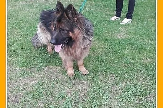 Owczarek niem.długowłosy,młody 1,5 roczny MAX, dla