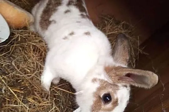 Pilne! Sprzedam dwie samice zakocone, Wielkopolskie, Koźminek