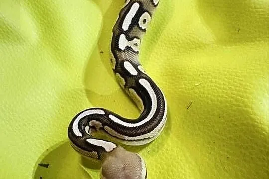 Pyton królewski samiec savannah (cinnamon mojave), Śląskie, Jastrzębie-Zdrój
