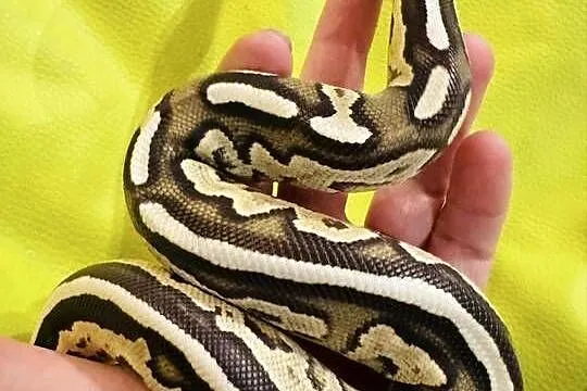 Pyton królewski samiec savannah (cinnamon mojave), Śląskie, Jastrzębie-Zdrój