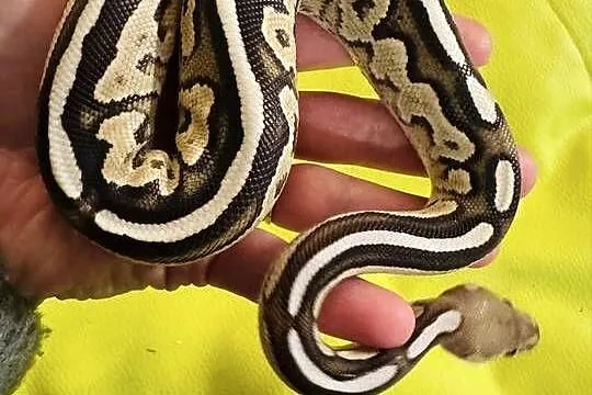 Pyton królewski samiec savannah (cinnamon mojave), Śląskie, Jastrzębie-Zdrój