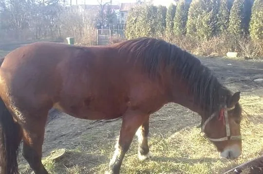 Sprzedam lub Zamienie klacz 3 letnią