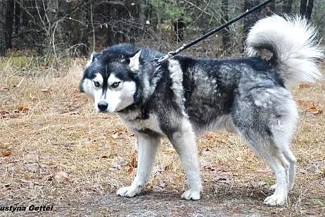 Piękny Timi- husky czeka na dom,  Husky cała Polsk