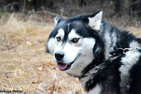 Piękny Timi- husky czeka na dom,  Husky cała Polsk