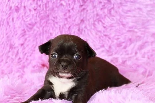 Chihuahua krótkowłosy chłopiec ZKwP FCI