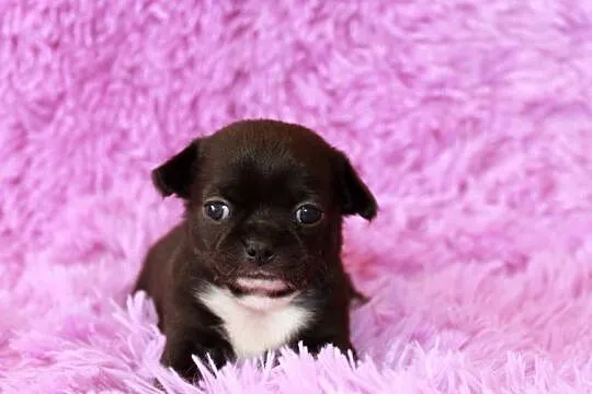 Chihuahua krótkowłosy chłopiec ZKwP FCI, Zachodniopomorskie, Świnoujście