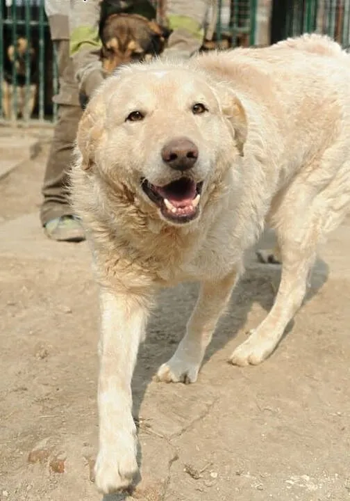 Żywiołowy promyczek Bel do adopcji , lubelskie Św