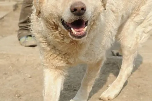 Żywiołowy promyczek Bel do adopcji ,  lubelskie Św
