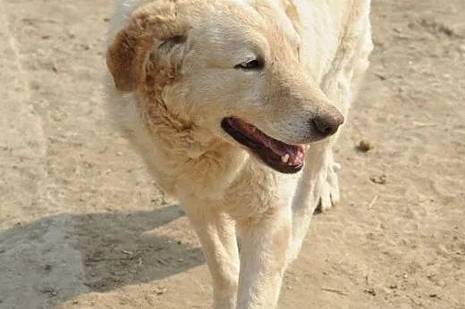 Żywiołowy promyczek Bel do adopcji ,  lubelskie Św