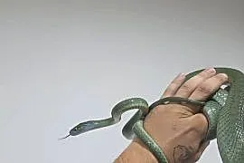 Boiga cyanea samica CB'22