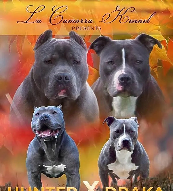 American Staffordshire Terrier Suczka, Opolskie, Paczków