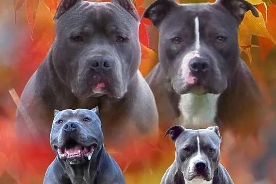 American Staffordshire Terrier Suczka, Opolskie, Paczków