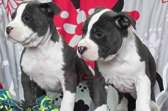 American Staffordshire Terrier Suczka, Opolskie, Paczków