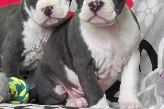 American Staffordshire Terrier Suczka, Opolskie, Paczków