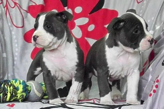 American Staffordshire Terrier Suczka, Opolskie, Paczków