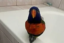 Lorysa