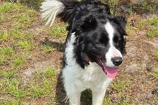 5 letni samiec border collie wykastrowany, Lubelskie, Zamość
