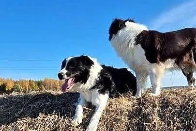 5 letni samiec border collie wykastrowany, Lubelskie, Zamość