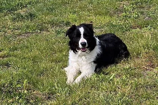 5 letni samiec border collie wykastrowany, Lubelskie, Zamość