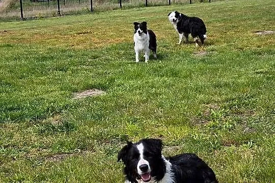 5 letni samiec border collie wykastrowany, Lubelskie, Zamość