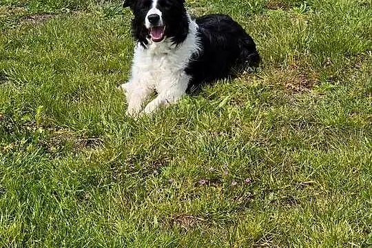 5 letni samiec border collie wykastrowany, Lubelskie, Zamość