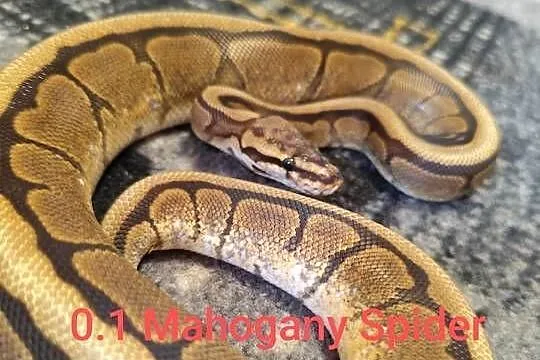 Pytony Królewskie samiczki młode, Mazowieckie, Pruszków