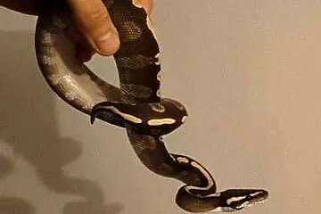 Python regius samiec