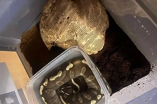 Python regius samiec, Dolnośląskie, Wołów