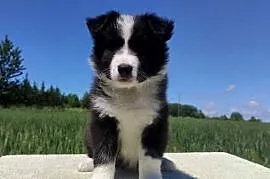 Piękny czarno-biały Border Collie, pies ZAFIR z hodowli, pełna dok.