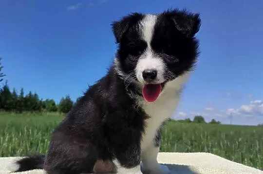 Piękny czarno-biały Border Collie, pies ZAFIR z hodowli, pełna dok., Podkarpackie, Iwonicz
