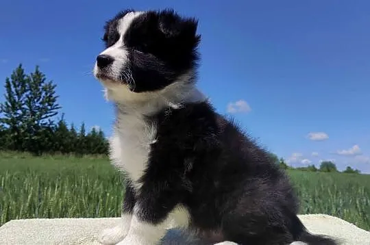 Piękny czarno-biały Border Collie, pies ZAFIR z hodowli, pełna dok., Podkarpackie, Iwonicz