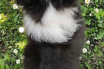 Piękny czarno-biały Border Collie, pies ZAFIR z hodowli, pełna dok., Podkarpackie, Iwonicz