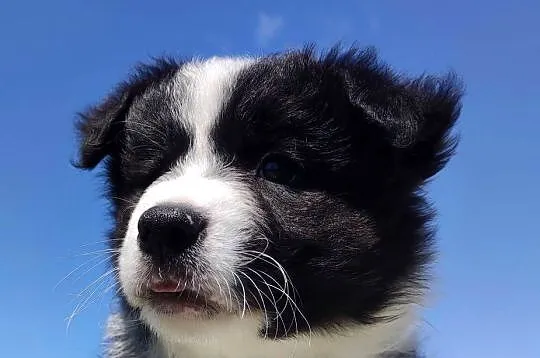 Piękny czarno-biały Border Collie, pies ZAFIR z hodowli, pełna dok., Podkarpackie, Iwonicz