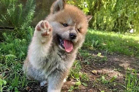 Akita INU Szczenięta