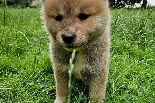 Akita INU Szczenięta, Mazowieckie, Sochaczew