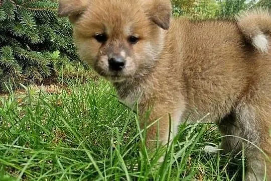 Akita INU Szczenięta, Mazowieckie, Sochaczew