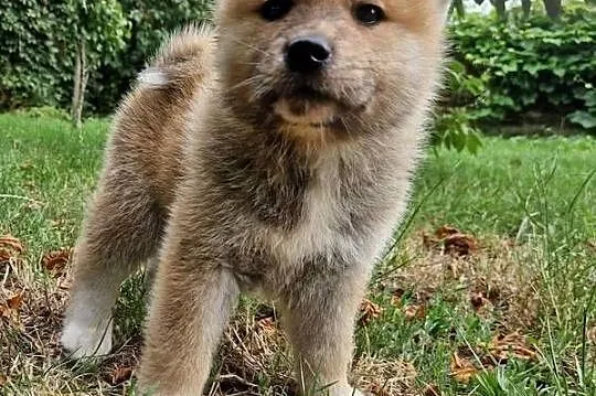 Akita INU Szczenięta, Mazowieckie, Sochaczew