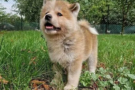 Akita INU Szczenięta, Mazowieckie, Sochaczew