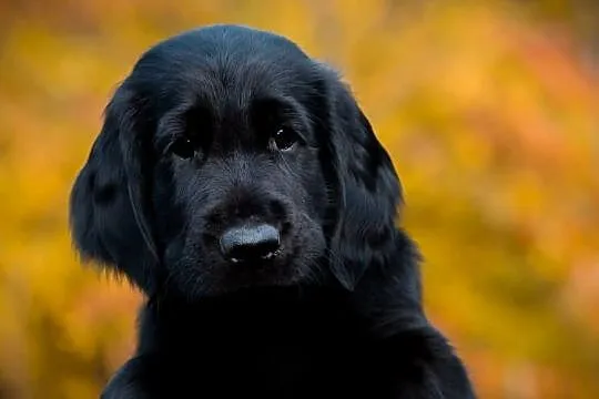 flat coated retriever szczenięta