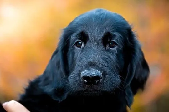 flat coated retriever szczenięta, Zachodniopomorskie, Kowalki