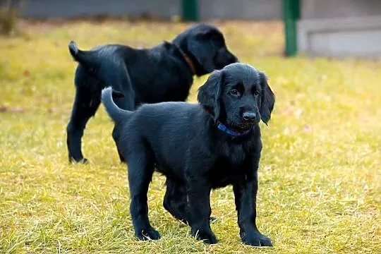flat coated retriever szczenięta, Zachodniopomorskie, Kowalki