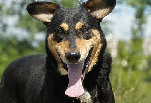 Twister :) pies, adopcja, lubuskie Gorzów Wielkop