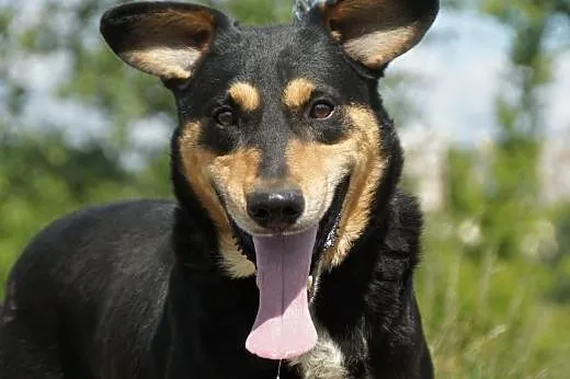 Twister :) pies, adopcja, lubuskie Gorzów Wielkopolski