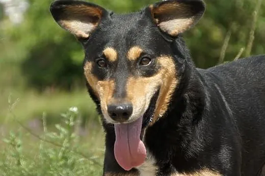 Twister :) pies, adopcja,  lubuskie Gorzów Wielkop