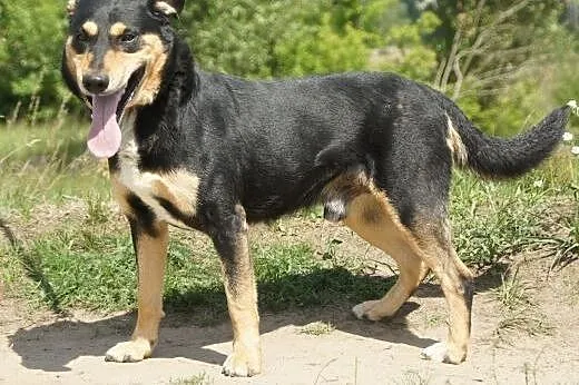 Twister :) pies, adopcja,  lubuskie Gorzów Wielkop