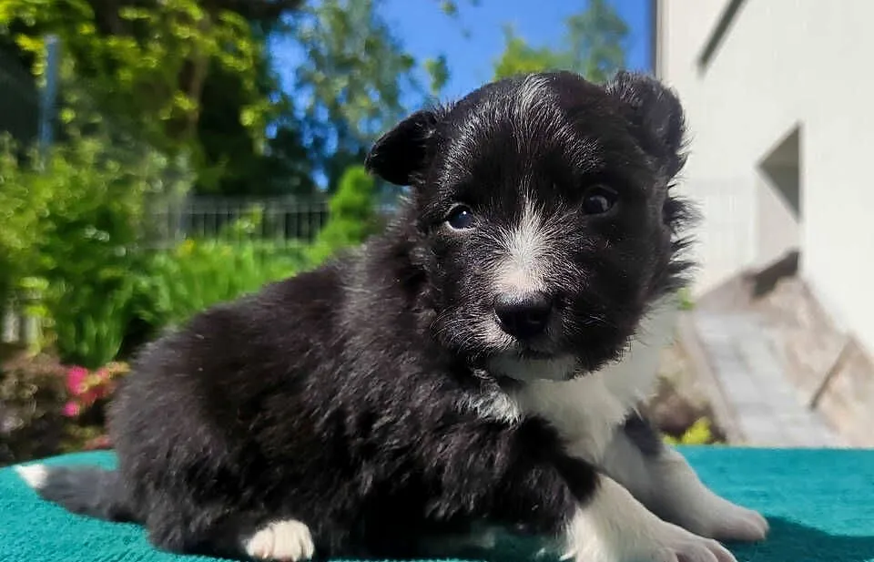 Pies Border Collie - Rasowy szczeniak z Hodowli, pełna dok., Podkarpackie, Iwonicz