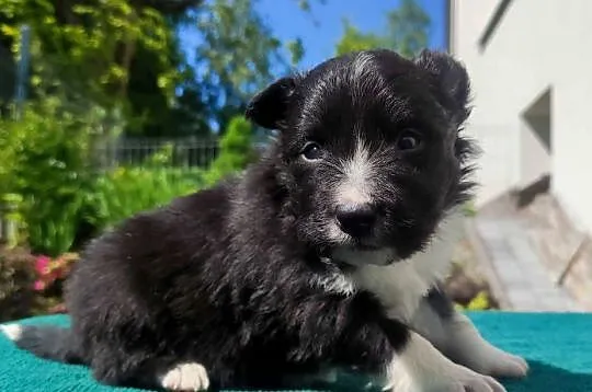 Pies Border Collie - Rasowy szczeniak z Hodowli, pełna dok., Podkarpackie, Iwonicz