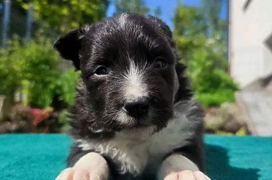 Pies Border Collie - Rasowy szczeniak z Hodowli, pełna dok., Podkarpackie, Iwonicz