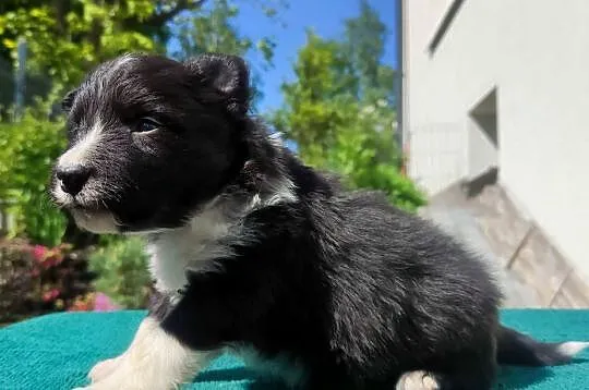 Pies Border Collie - Rasowy szczeniak z Hodowli, pełna dok., Podkarpackie, Iwonicz
