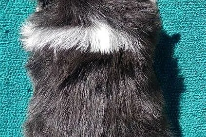 Pies Border Collie - Rasowy szczeniak z Hodowli, pełna dok., Podkarpackie, Iwonicz